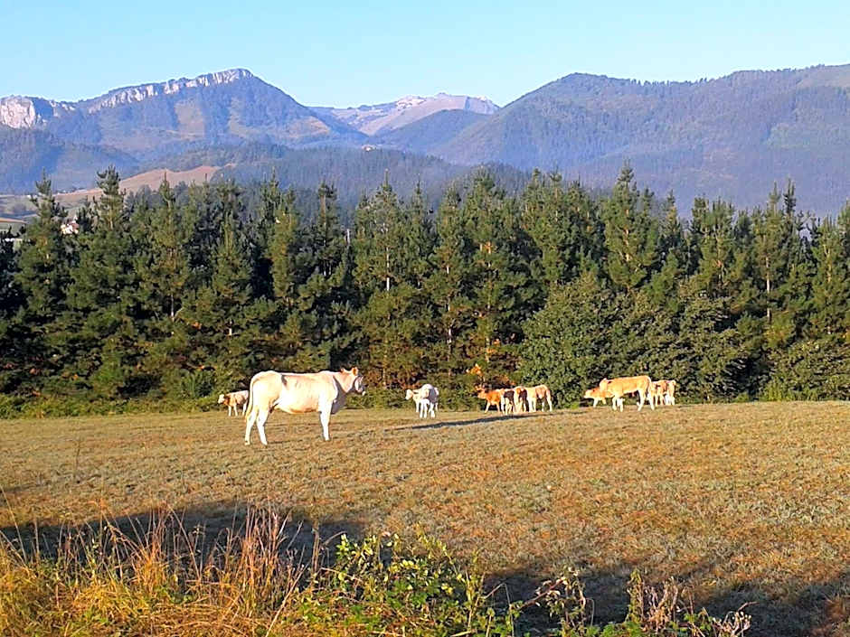 Hotel Torre Zumeltzegi