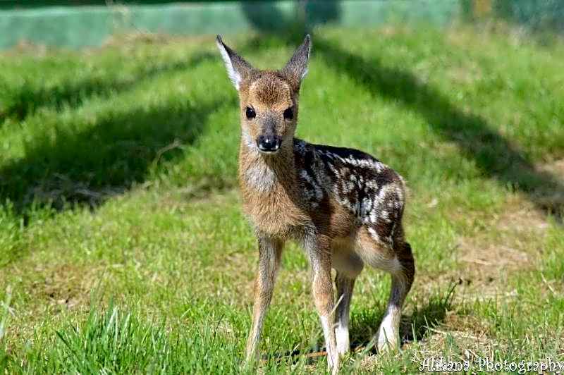 Agroturystyka Klekusiowo