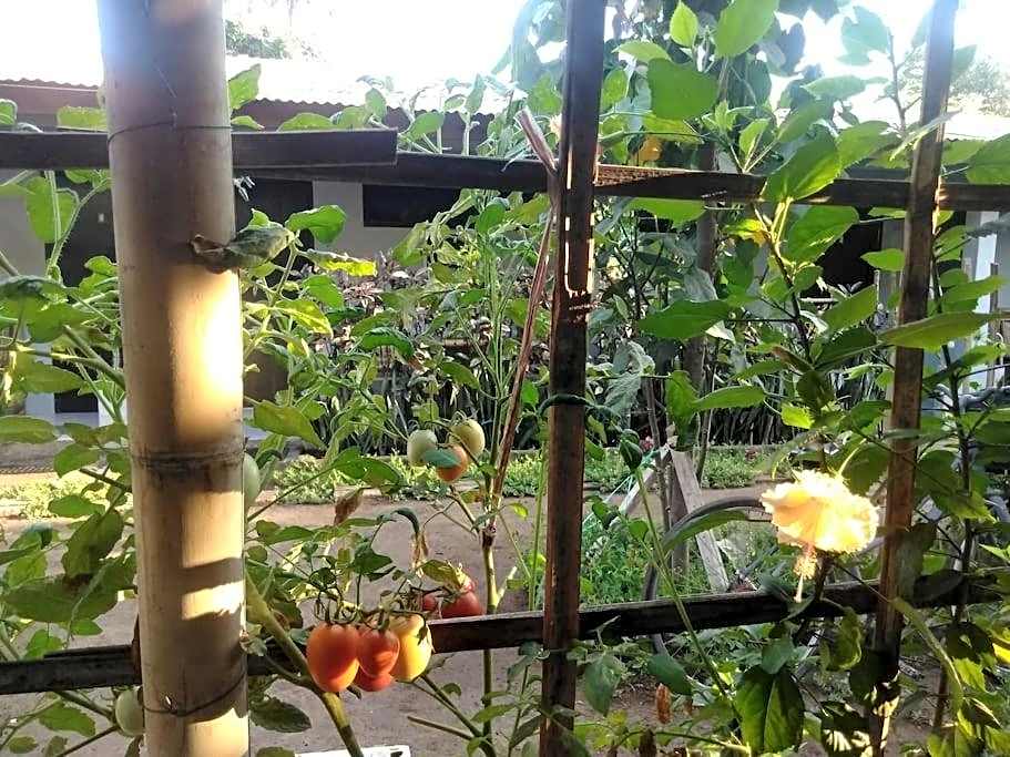 Mbah Mek Trawangan Homestay