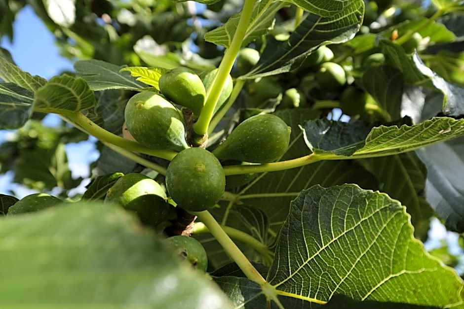 Apartamentos Quinta Mae dos Homens