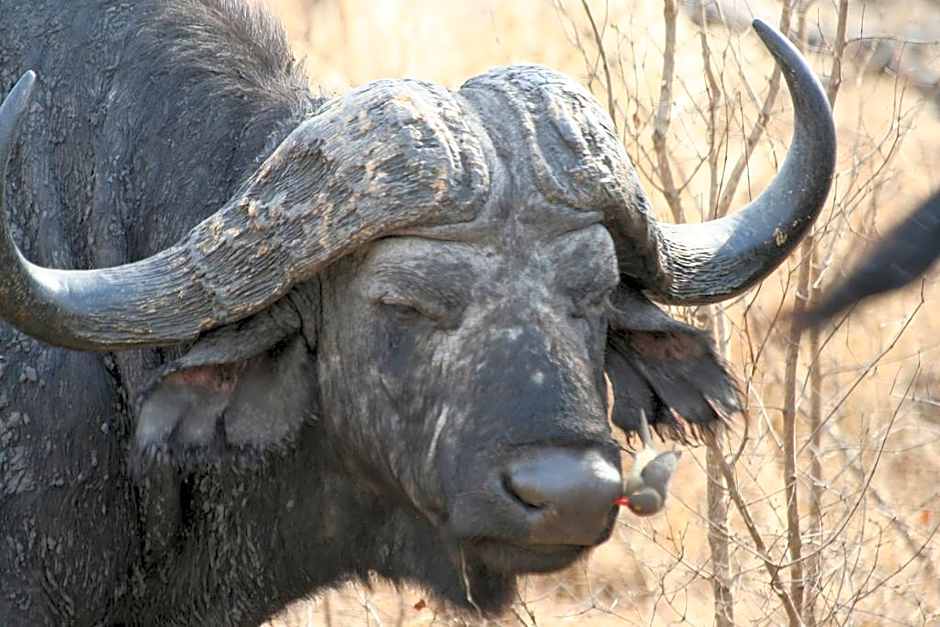 Bothabelo Bed and Breakfast