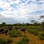 Palala Boutique Game Lodge and Spa