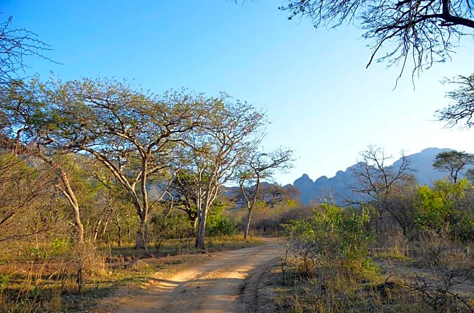 Moholoholo Forest Camp