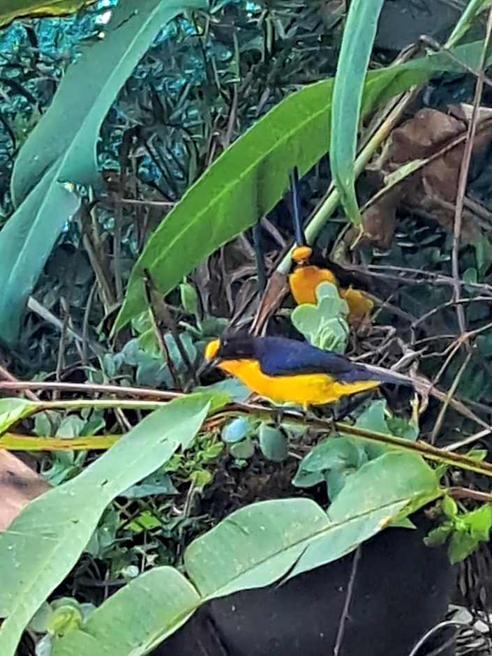 Pousada Trilha da Serra