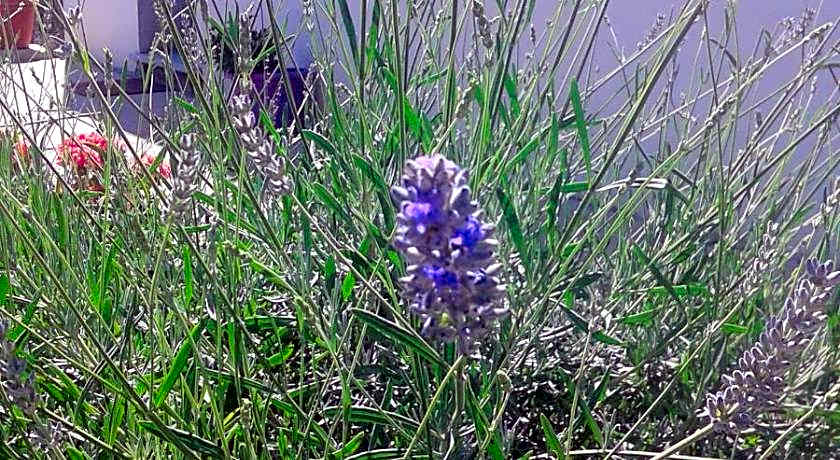 Alma Bed & Breakfast