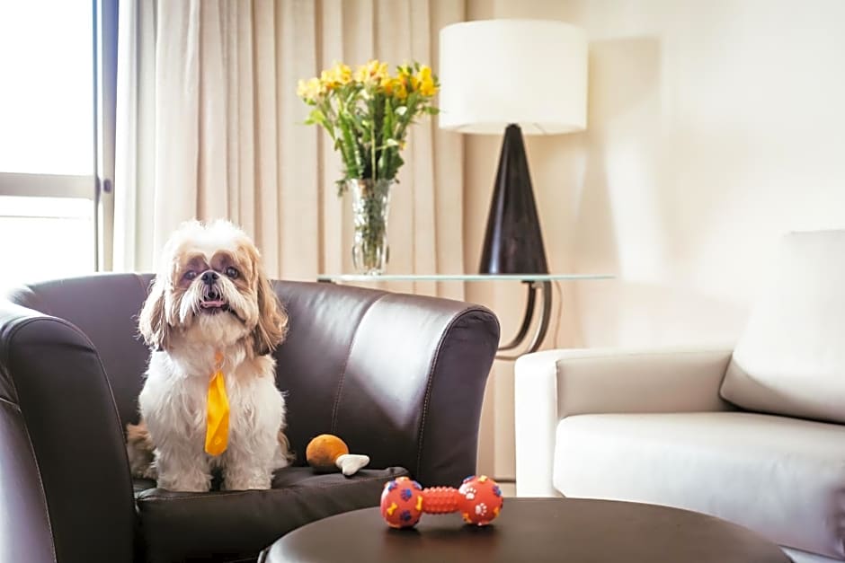 Own Ipanema Visconti