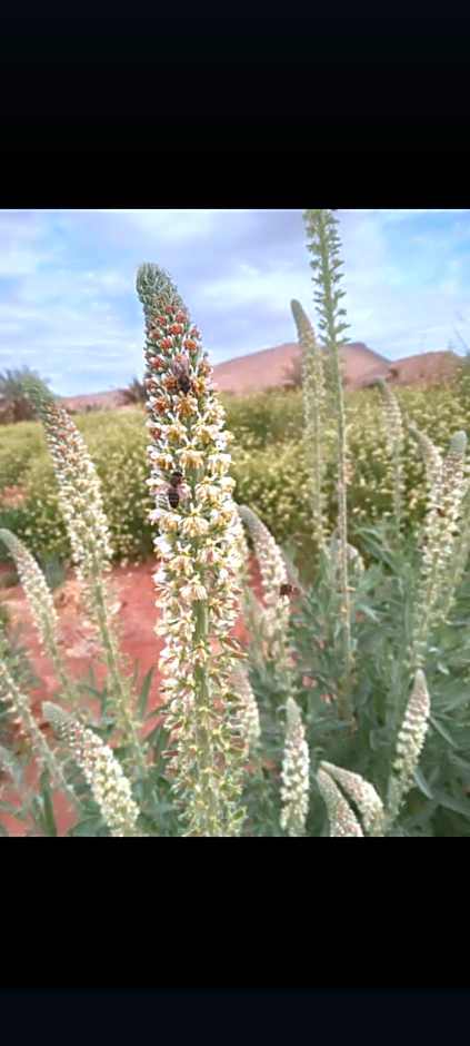 Hotel Restaurant Bougafer