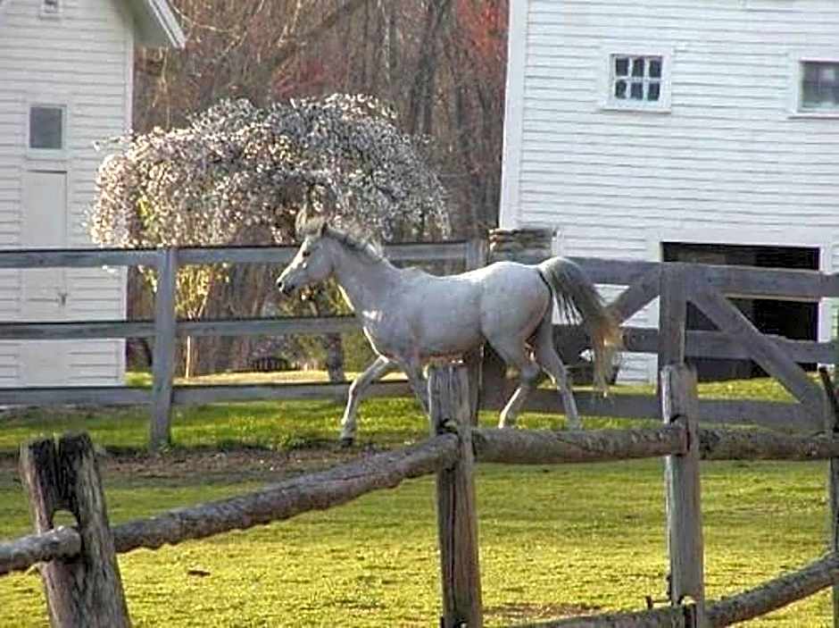 The Inn on the Horse Farm
