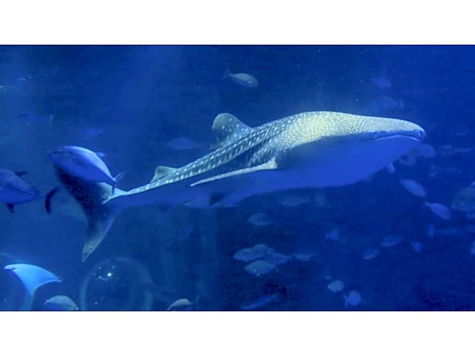 Hotel Satsukien - Vacation STAY 75956v