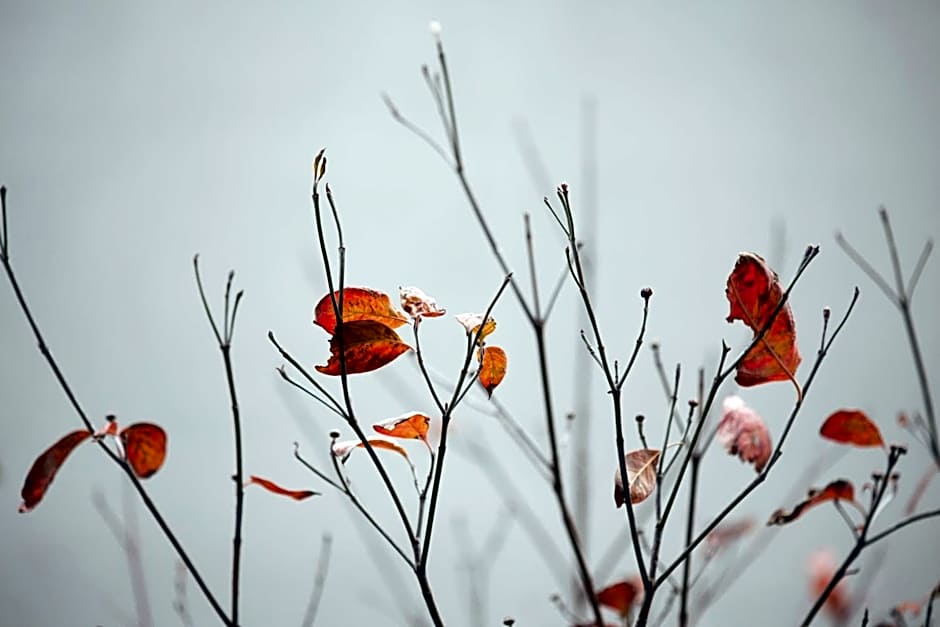 Zambala Luxury Residence