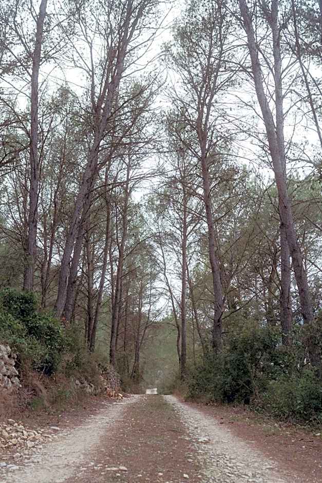 Cabaña del Bosque