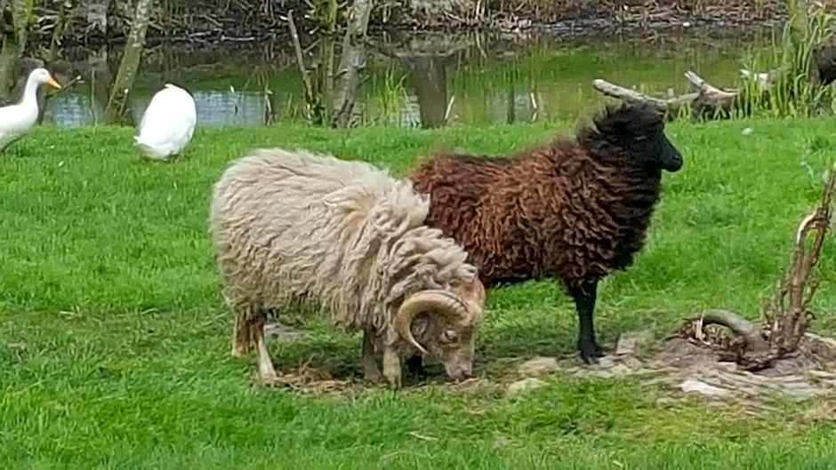 Bed & Breakfast De Koegang