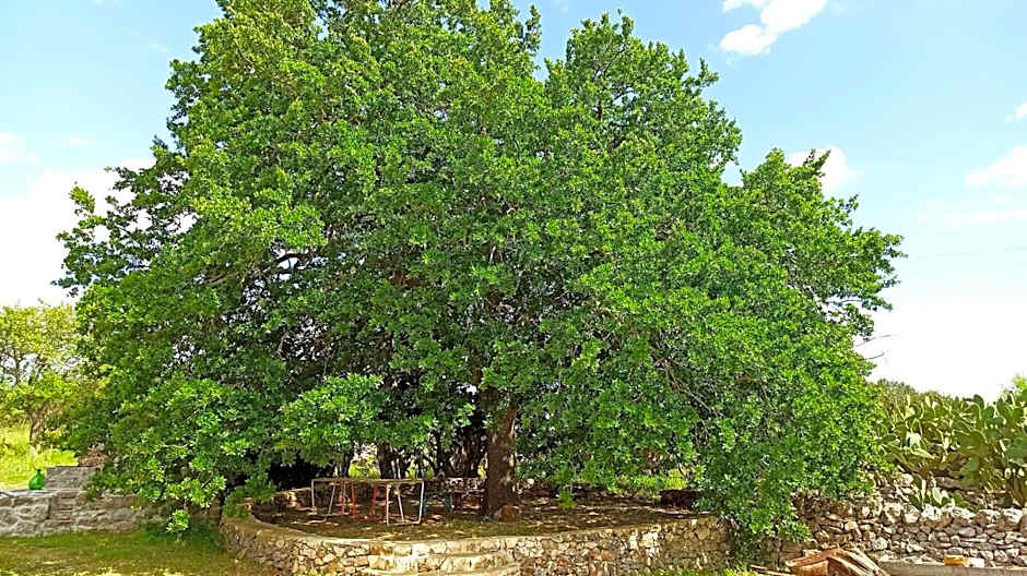 Masseria LoJazzo