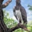 Foxy Crocodile Bush Lodge & Kruger Safaris
