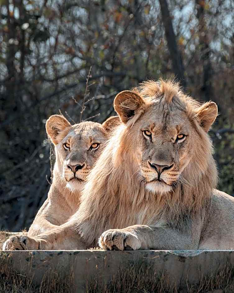 Shambala Private Game Reserve