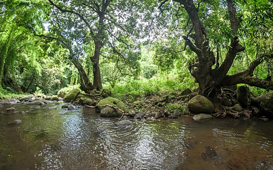 Martinique Treehouse
