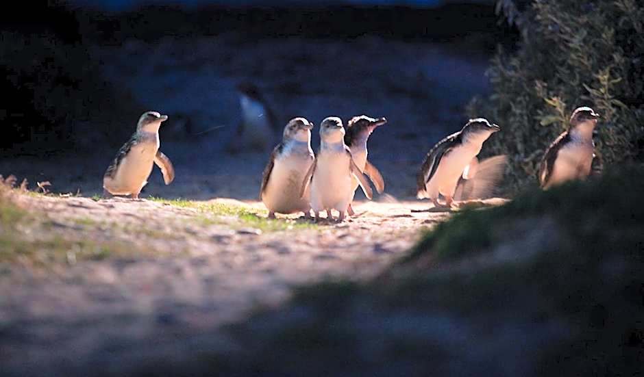 BIG4 Ingenia Holidays Phillip Island