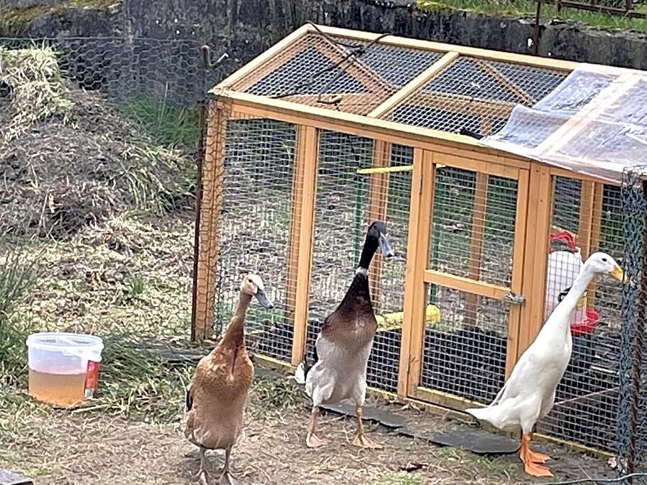 Y Felin Bed and Breakfast and Smallholding