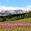 Hotel Alpenrose Dolomites