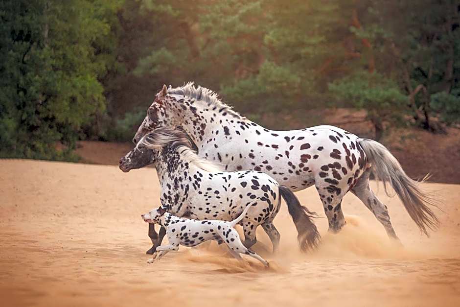 Human & Horse Hotel