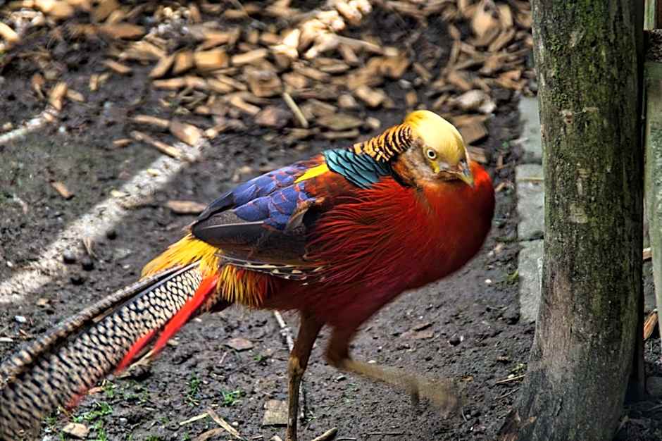 Berggasthof Butterberg