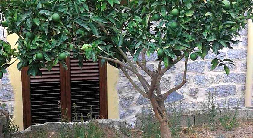 La Collina dei Ciliegi