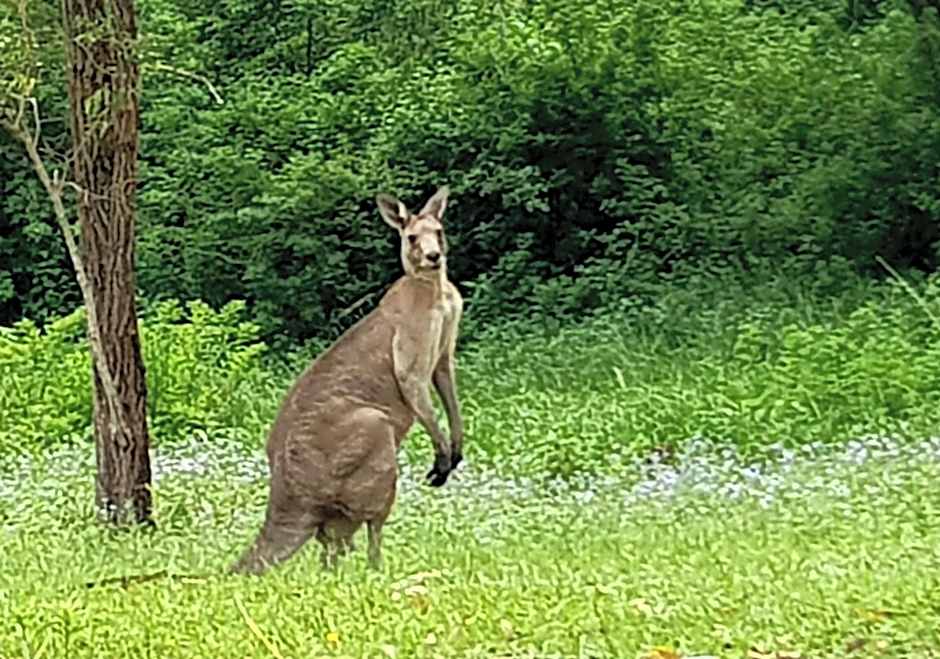 Forest view bungalow