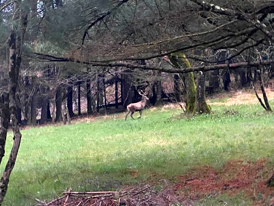 B&B La Locanda del Cinghiale