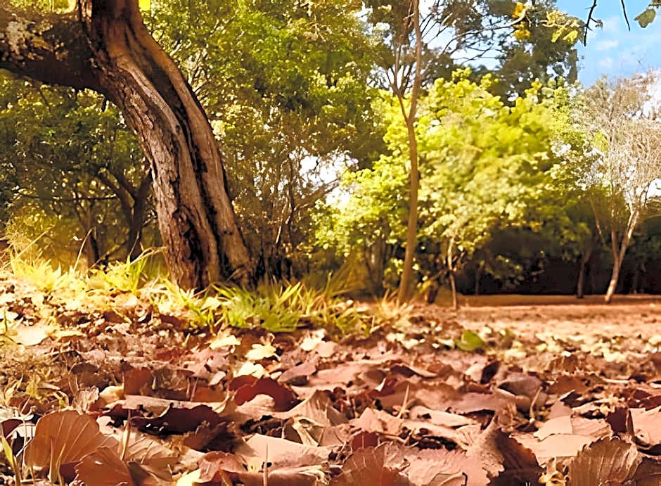 Bouganville Studio Brasília.
