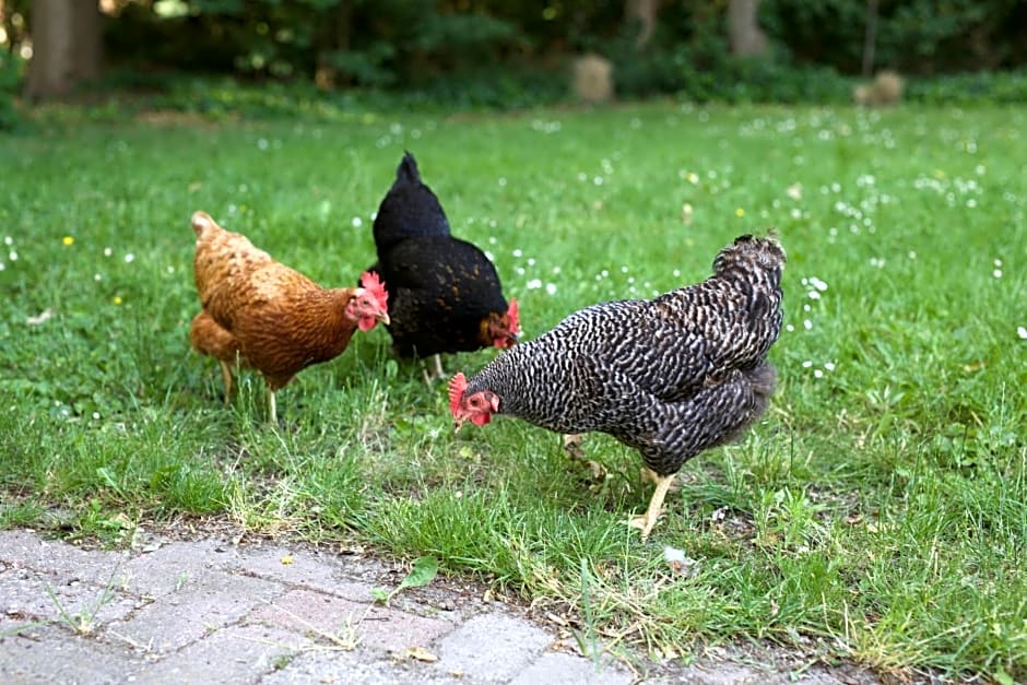 B&B Boerderij De Vaete - Duurzaam genieten in de zak van Zuid-Beveland