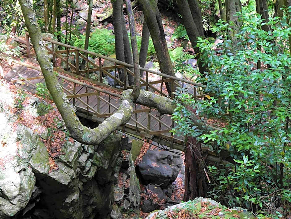 Casinhas da Laurissilva