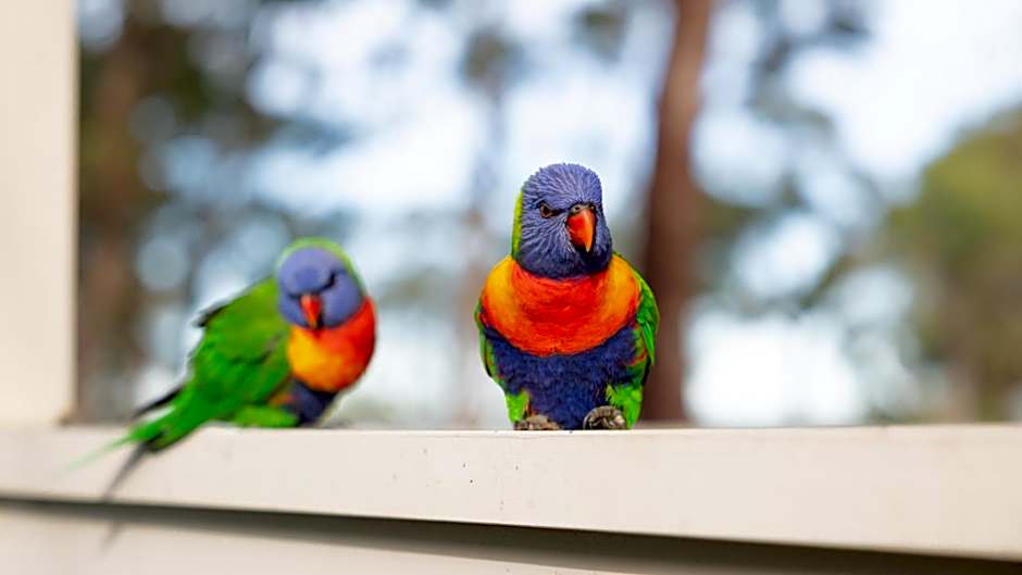 Koala Shores Holiday Park