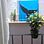Suites colibri