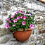 B&B "La Pieve" - Locanda per Viandanti