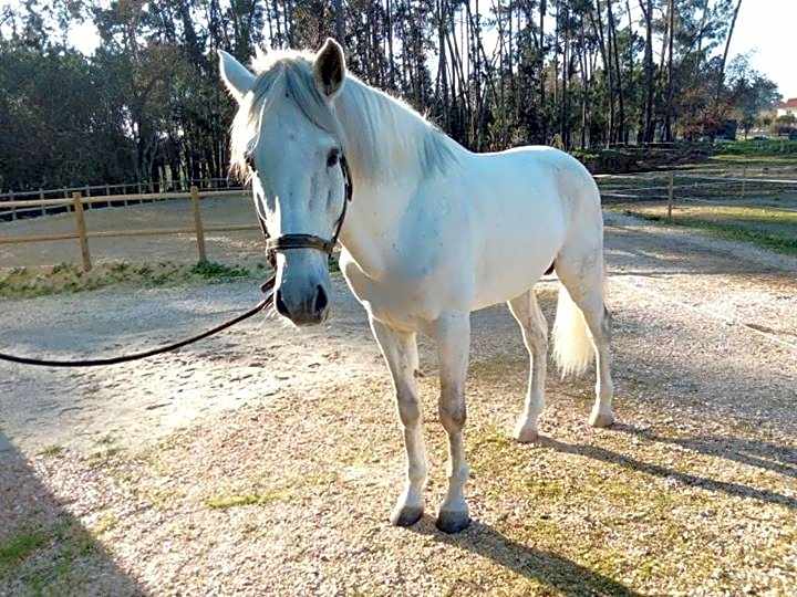 Coudelaria Residence