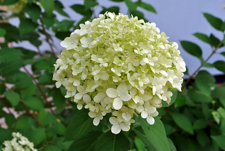 Chambres d'hôtes La Tribu