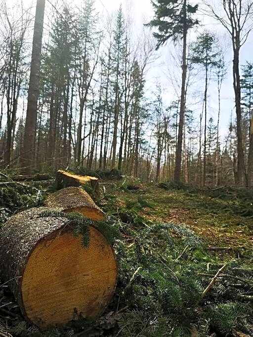 Chalet Chic Shack - Un endroit paisible