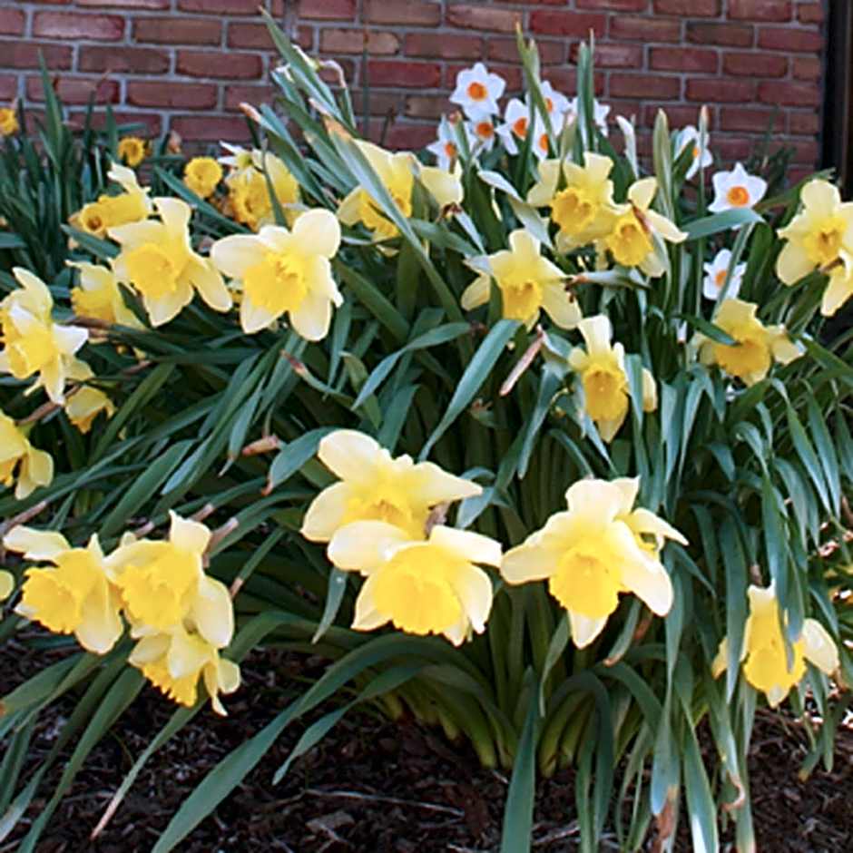 Meadow Court Inn - Ithaca