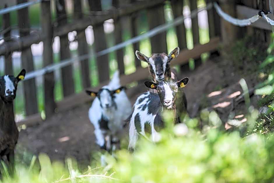 Hotel Lanerhof active/spa/balance