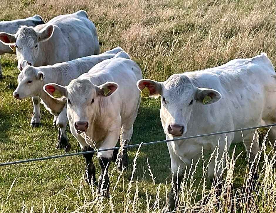 Rynge teaters boningshus