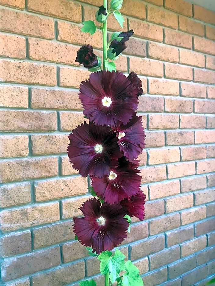 Newlands Bed and Breakfast