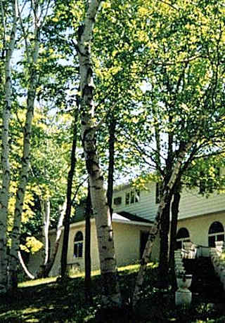 White Birch Inn