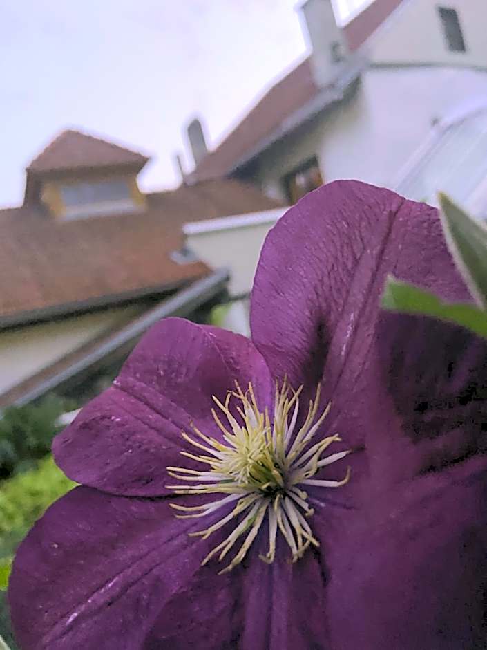 Gasthof zum Mohrn