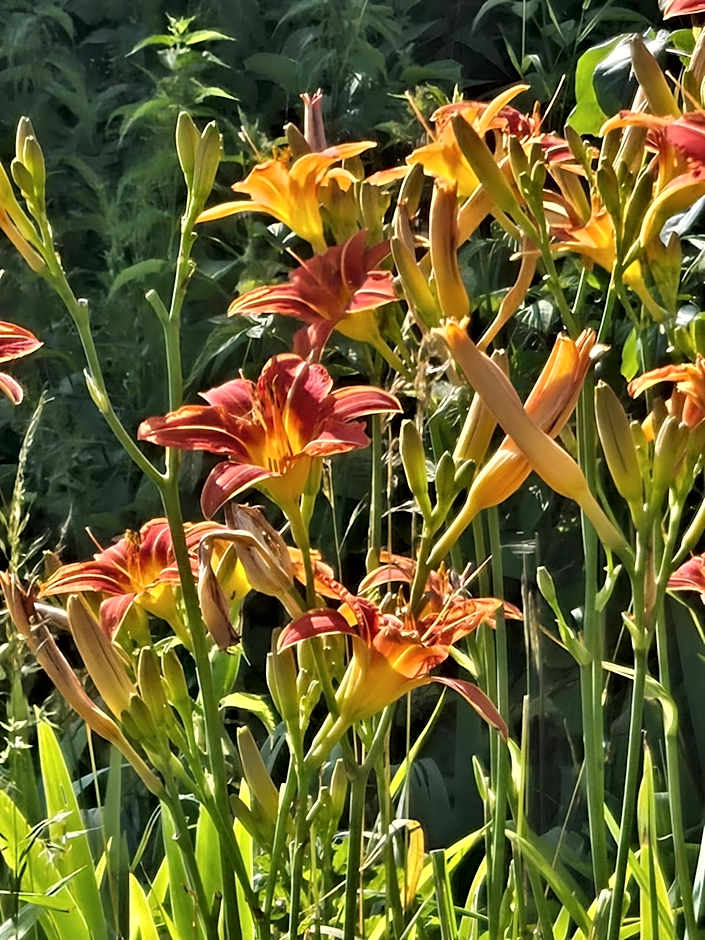 L'orée des 3 Rivières