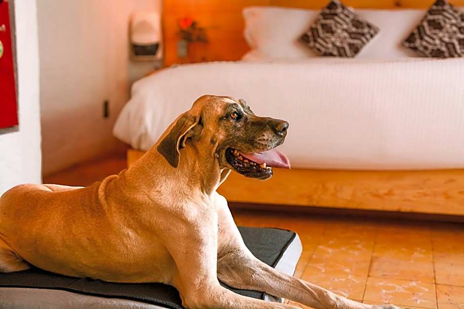 Petit Mesón (Pet Friendly Hotel)
