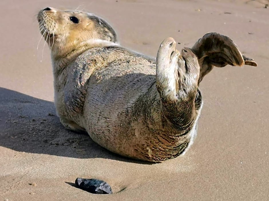 AnchorageWells Entire Cottage OR a King Ensuite on Room Only