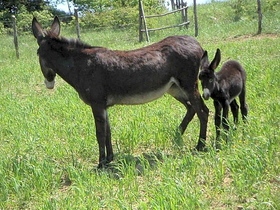 La Tavola Dei Cavalieri