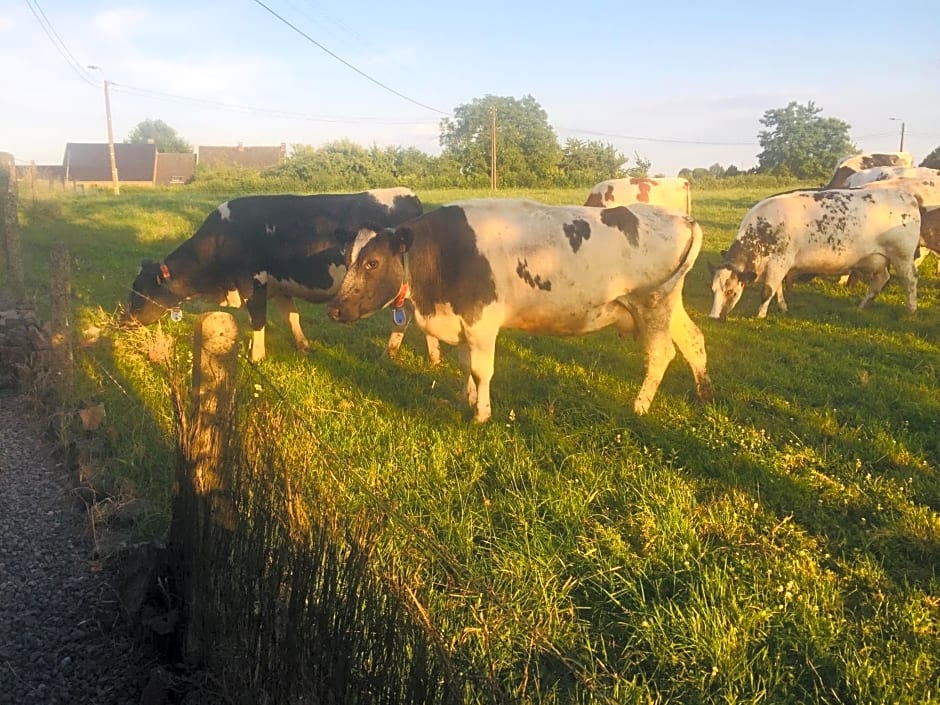 Aux pieds des vaches