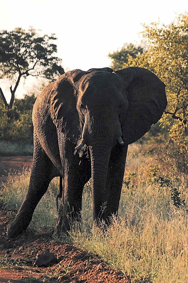 Nyati Safari Lodge