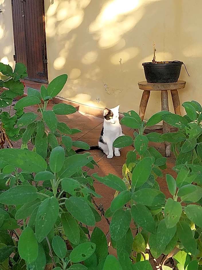 La Casa Gialla A MONTIGNOSO